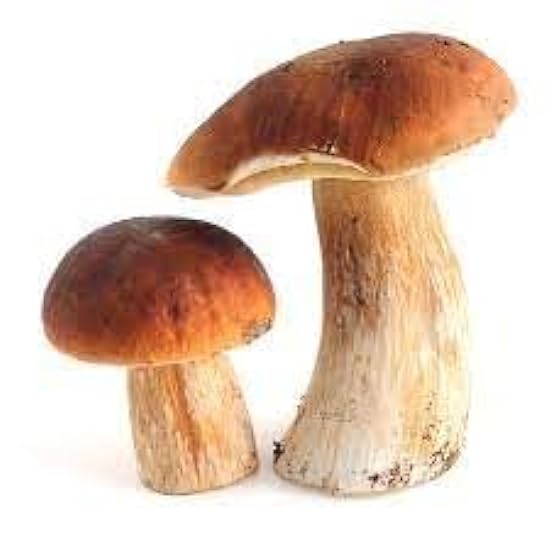 Whole Mushrooms Porcini (Italy), Fresh, Frozen, 4lb 96322269