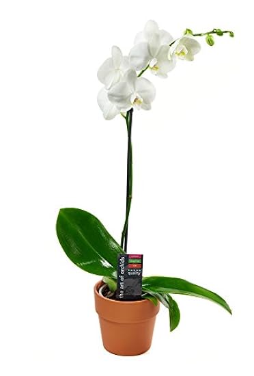 KaBloom Prime Next Day DELIVERY - Live Plant Collection : White Orchid Plant in 5