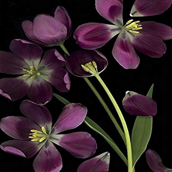 Posterazzi Purple Tulips Leaves And Stems Poster Print, (26 x 38) 857188379
