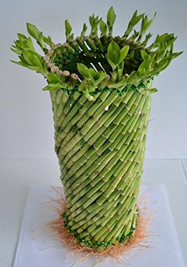 Jumbo Lucky Bamboo Twisted Design 8´´ Tall and 3.5´´ in Width from JM Bamboo 424968643