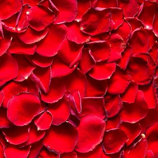 Bloom & Go Fresh Cut Red Rose Petals for Weddings - 3,800 Freshly Harvested Petals in Plastic-Free Packing - Ideal for Wedding Decorations, and Proposals - Swift 3-Day Delivery 651870680